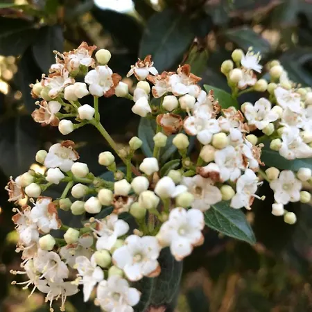 Manoli Mousata